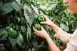© MeganBetteridge - Gardener picking fresh bell peppers from backyard garden