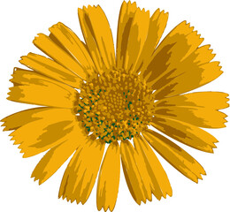 Wall Mural - Vector from foto flower daisy