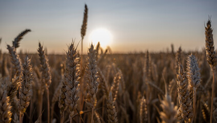 Weath cereal field in Serbia in the summer