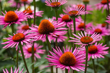 Red And Purple Coneflowers (echinacea) In Full Bloom
