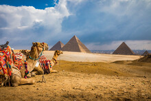 A Pair Of Colorful Blanketed Camels Rest Before Their Next Riders At The Giza Pyramids