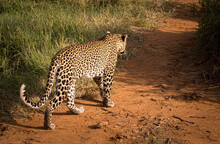 Leopard In Kenya Walking Away