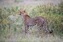 Very Thin Female Cheetah Hunting For Prey