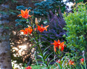 Tiger Lily blurred background orange