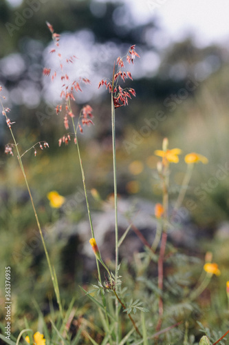 Close-up Of Flowering Plants On Field © carolin voelker/EyeEm