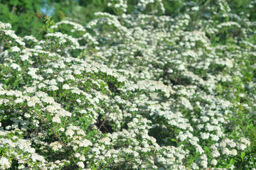 Wall Mural - Blooming Spiraea with white flowers.