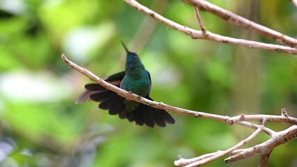 Wall Mural - Little hummingbird stretching its colorful feathers under the sunlight with iridescent blue and green colors. 4K video of jungle birds