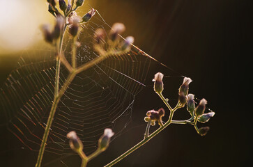 Wall Mural - Close-up view spider and flower in the warm light of morning