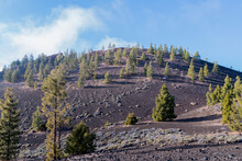 Several Trees And Bushes Emerging Among The Volcanic Stones Of A Mountain On The Teide On The Island Of Tenerife In Spain
