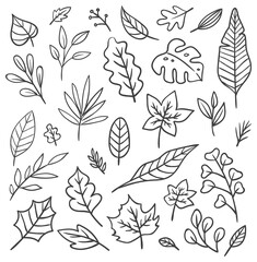 Poster - Set of leaves doodle