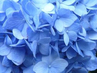 Wall Mural - Closeup shot of the small blue flowers of a hydrangea