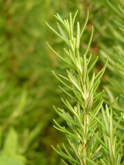 Sticker - Vertical selective focus shot of rosemary growing in a garden