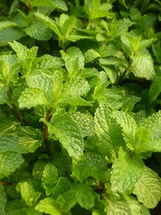 Canvas Print - Closeup shot of green mint leaves during daytime