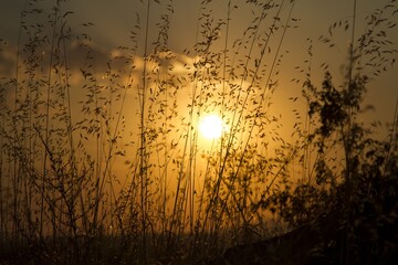 Sticker - Silhouette of grass flowers at a field against a bright setting sun