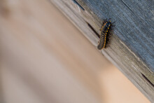 Black Centipede On Wooden Tabletop