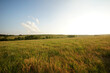 Kansas field of grass and sky