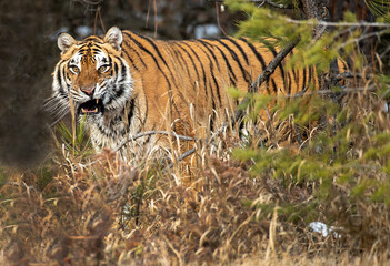 Poster - Siberian Tiger close up