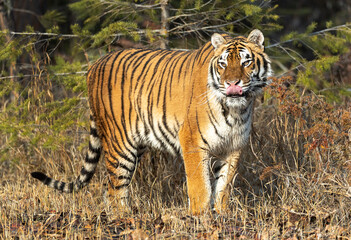 Poster - Siberian Tiger close up