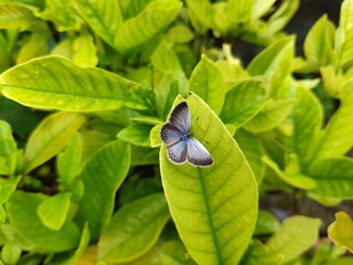 little blue colorful butterfly rest on the green leaf