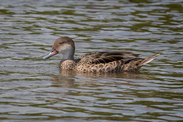 Aufkleber - Profile portrait of a white cheeked pintail swimming on a lake with no other birds in sight