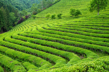 green tea farm in Boseong, South Korea