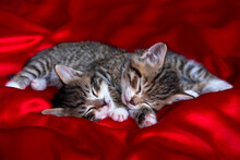 Two Adorable Striped Kitten Lying Sleeping On Red Blanket. Cute Pets Cats, Valentines And Christmas Card.