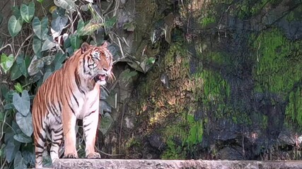 Wall Mural - Tiger action.