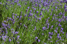 English Lavender Also Known As Garden Lavender Or Narrow Leaved Lavender