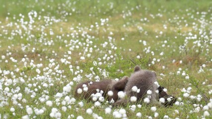 Wall Mural - Two Brown bear cubs playing in the middle of the cotton grass on a Finnish bog