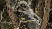 Cute Sleeping Koala (Australian Animal) On A Treetop From Melbourne Australian Zoo
