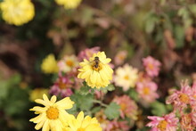 Bee On Yellow Daisy In Sunny Day, South Korea