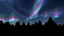 Northern Lights Spruce Landscape Night Stars. Forest Scene. 4k