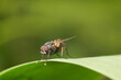 Mucha na zielonym liściu