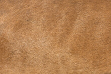 Background For Design, Cow Skin, Horse And Pig Skin Texture