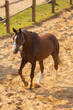 Horse grazing in a ranch pen