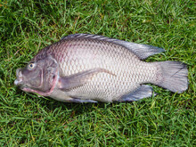 Tilapia Fish, Dead Fish On The Grass