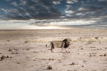 Full Length Of Lion Standing On Landscape