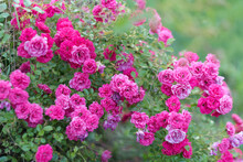 Pink Roses In The Garden. Blooming Climbing Roses On The Bush. Flowers Growing In The Garden, Selective Focus