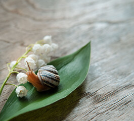 snail on a leaf