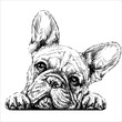French bulldog. Sticker on the wall in the form of a graphic hand-drawn sketch of a dog portrait.