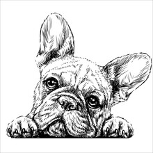 French Bulldog. Sticker On The Wall In The Form Of A Graphic Hand-drawn Sketch Of A Dog Portrait.