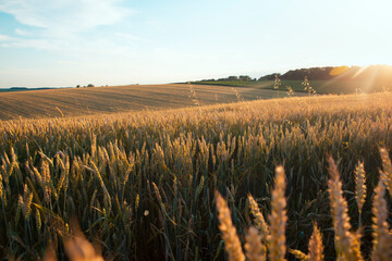 Poster - Wheat field and blue sky with sun.