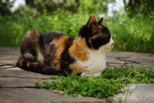 Lovely Calico Kitty Resting In Summer Garden Near Green Grass.
