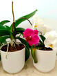 falenopsis, flowers, orchids, orchids in the bedroom, beautiful flower on the windowsill