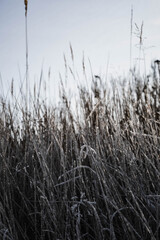 Naklejka na meble reed in the snow