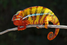 Close-up Of Orange Panther Chameleon
