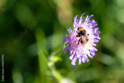 Fotomural Un bourdon butine une fleur sauvage