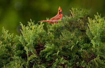 Red northern cardinal bird on top green evergreen tree. 
Horizontal 