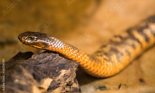 Fotomural Close-up Of Snake On Rock At Zoo