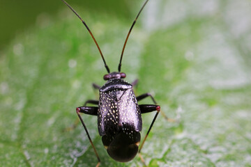 Sticker - Stink bug on green leaves, North China